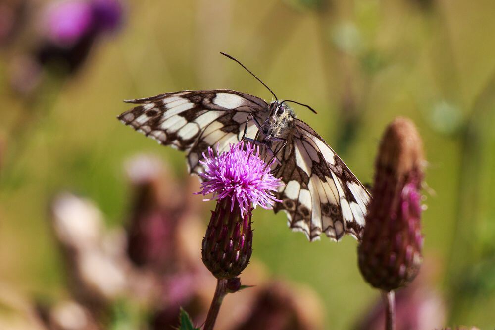 Naturfotos unserer Leser 2016