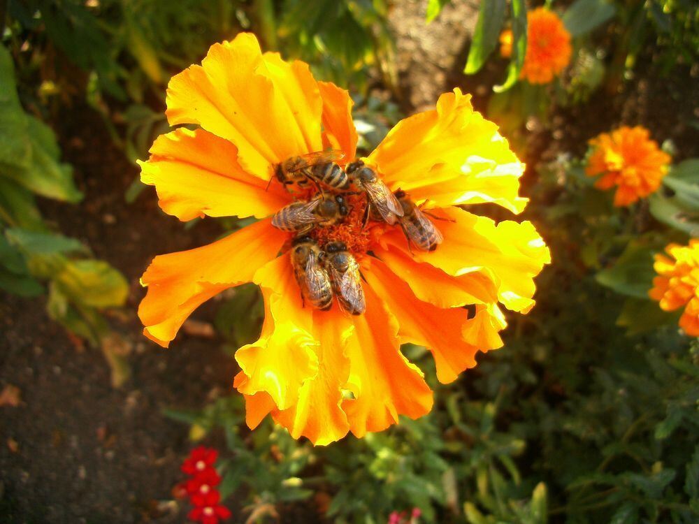 Naturfotos unserer Leser 2016