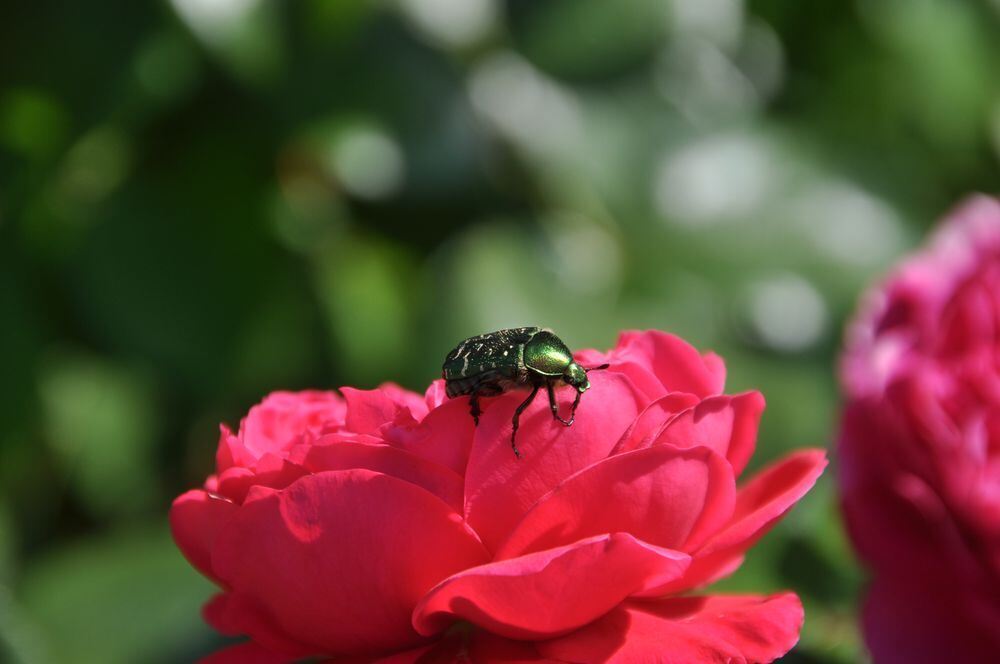 Naturfotos unserer Leser 2016