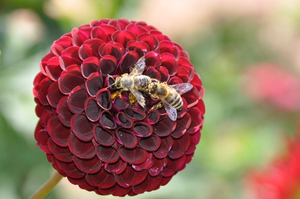 Foto: Hildegard Renger