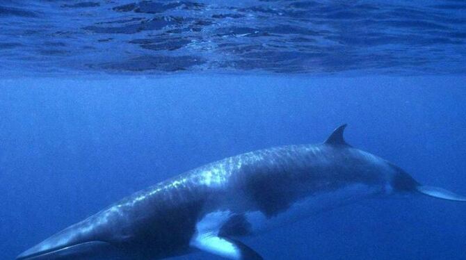 Ein Zwergwal gleitet durch das blaue Wasser des Meeres. Japans Walfänger jagen wieder Zwergwale vor der nördlichen Küste des