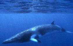 Ein Zwergwal gleitet durch das blaue Wasser des Meeres. Japans Walfänger jagen wieder Zwergwale vor der nördlichen Küste des 