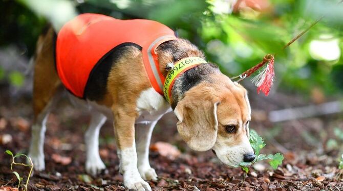 Foto: Uwe Anspach/dpa