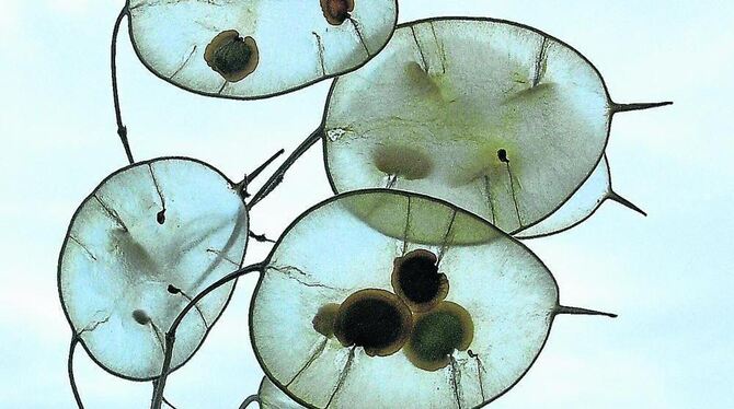 Vorschlag 1: Wählen Sie die Rufnummer 01376 058511-01 FOTO: BRIGITTE BELLON Vorschlag 1: Wählen Sie die Rufnummer 01376 058511-01 FOTO: BRIGITTE BELLON