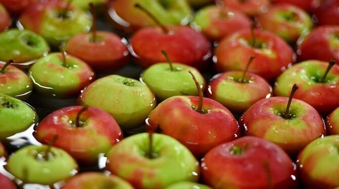 Äpfel der Sorte Elstar schwimmen im Obstgroßmarkt Salem Frucht durch eine Wasserbad-Sortieranlage.