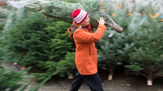 Der Bundesverband der Weihnachtsbaumerzeuger rechnet für 2016 mit unveränderter Nachfrage nach etwa 24 bis 25 Millionen Chris